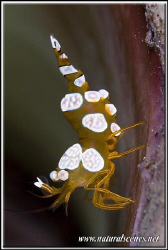 I love those small shrimp 350 D/105 by Yves Antoniazzo 